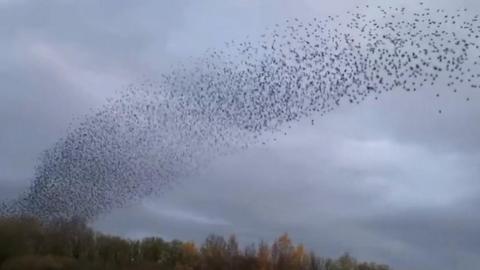 Thousands of birds were captured on camera swooping above a nature reserve near Preston.