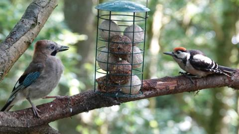 Two different bird species face each other across a hanging bird feeder on a tree branch.