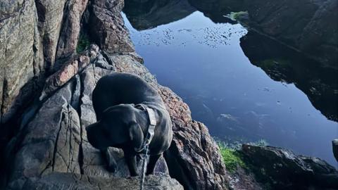 Loki pictured on the cliff edge