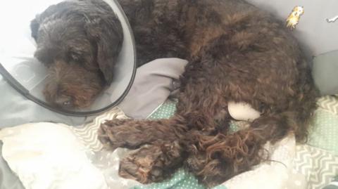 Brown dog lying curled up on a blanket while wearing a cone and looking tired.