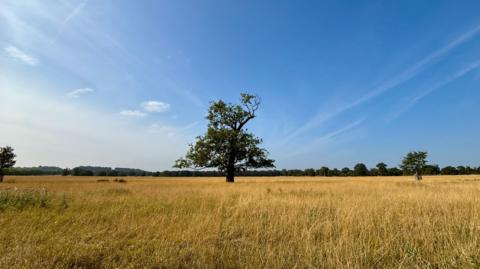 A large tree stands in a field of long grass with smaller trees in the background. It is a clear and sunny day with a bright blue sky.