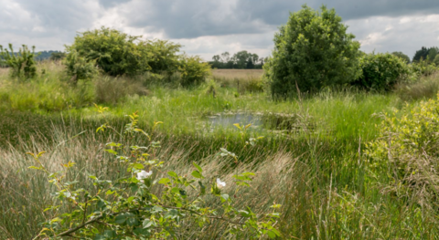 Ludgershall Meadows