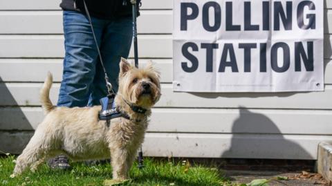 A small cream coloured dog outside by a sign for a polling station. 