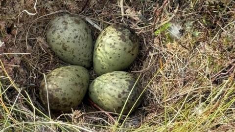 Four eggs in a nest