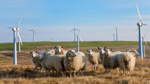 Sheep with wind turbines in the distance