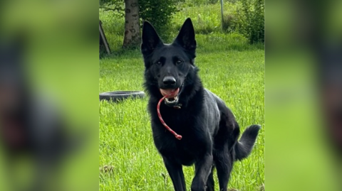 A large black Alsatian-style dog with a ball in his mouth standing on a patch of green grass