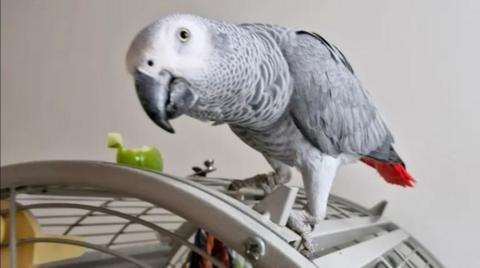A grey parrot with some white and red feathers stands on top of a cage. It is slightly leaning its head down toward the cage. It has yellow eyes and a black beak.