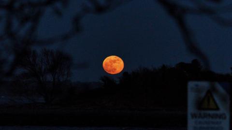 A bright orange Moon rising above a faint tree line. 