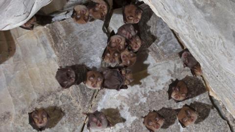 A roost of horseshoe bats in a cave