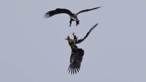 Two white-tailed eagles in flight over Donegal. Once can be seen tagged with the letter N, the other with the number 47