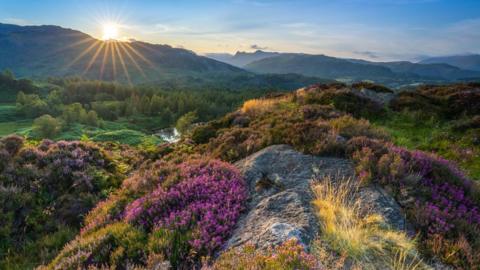 The sun rising over a green hill with streaks of orange light surrounding it. There are hills in the distance and the sky is blue and orange. There is a rock in the centre of the image which is partly covered in green and purple plants. The valley is lush and green and covered in trees and plants.