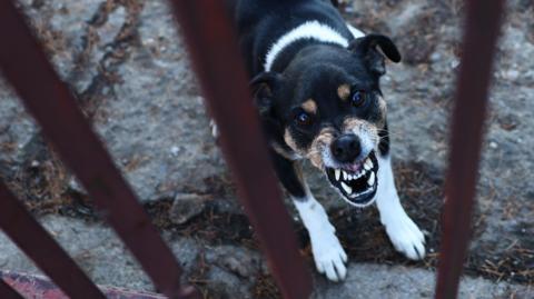 A dog with black and white fur, and ginger spots around its eyes and nose, shows its teeth as it snarls while standing behind rusted metal bars on a concrete floor.