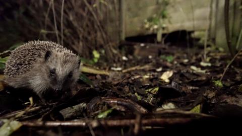 A hedgehog on a leafy floor