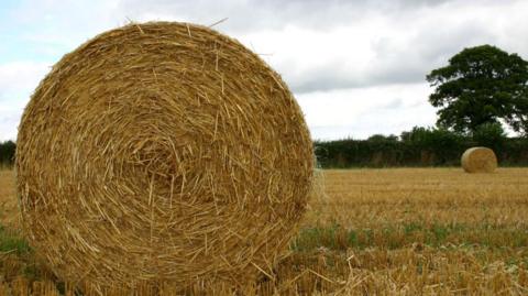 A large bale of hay in the foreground appears golden brown. There is a second bale in the background and an oak tree and hedge behind.