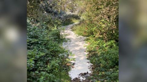 A path with a milky white coloured water running down it. There are shrubs, trees and grass lining the edges.
