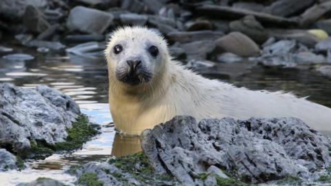 A young white seal lies in shallow water among rocks and looks at the camera.