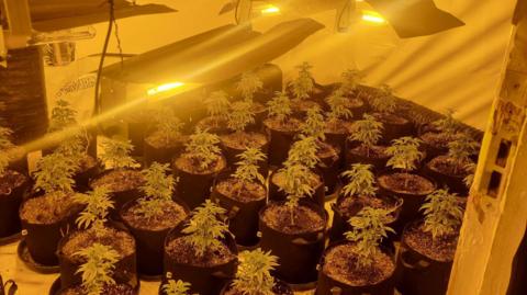 Rows of cannabis plants in black plastic tubs in a room. There is a dark yellow glow coming from a lamp