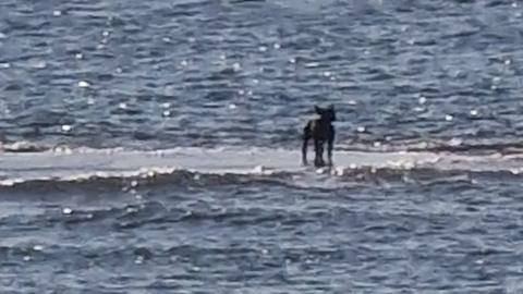 Dog on sandbank cute off by rising tide