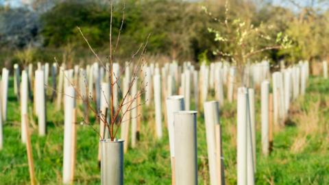 A line of trees have been planted on a green field.