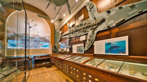 A well lit museum room, with cabinets with fossils inside and many fossils hanging on the walls with images of what the ancient animals would have looked like.