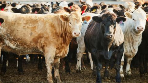 Cattle standing outdoors in a pen