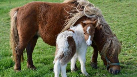 A brown and white Shetland pony calf stands next to a brown adult pony in a green field.