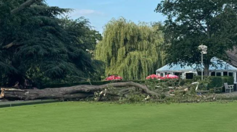 Part of a large tree can be seen on a bowling green at Victoria Park, Leamington Spa.