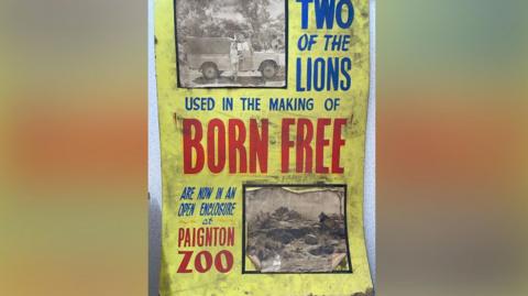 A hand painted poster has a yellow background and features black and white photos from the film Born Free. one shows a woman standing by a safari truck.
Writing in blue and red reads Two of the lions used in the making of Born Free are now in an open enclosure at Paignton Zoo. 