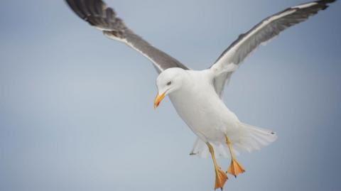 A gull in flight. The bird is looking down towards the ground.