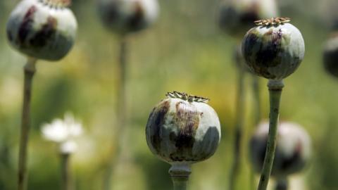 Opium poppies