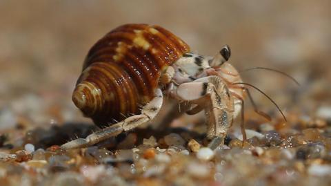 A small hermit crab walks along a beach