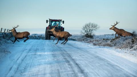 Three stags running in a line over an icy road, with a farmer in a tractor watching on