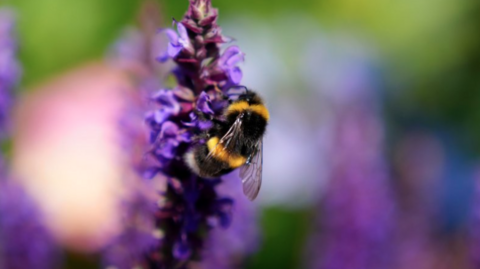 A bee on purple heather. The background is blurred green and purple. The bee is central and striped black and orange with transparent wings.