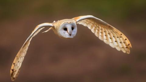 Barn owl