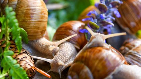Close up of three snails among some foliage.