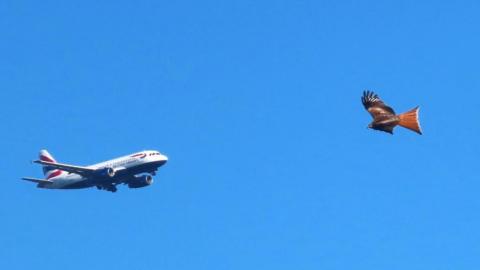 A British Airways jet and a bird of prey in a blue sky. The perspective makes them look almost the same size and on a collision course. 