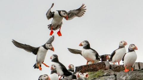 A group of puffins on a rock, two are in flight, one has a wing outstretched.