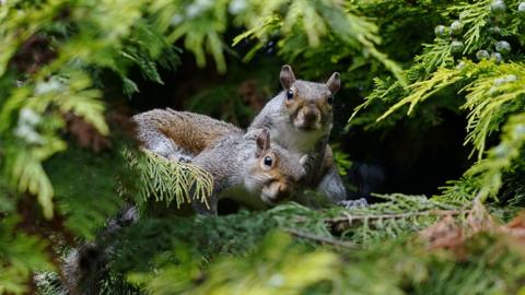 Two grey squirrels peer out from fir trees