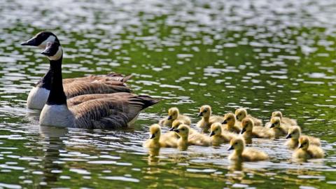 Two Canada Geese swimming through water with a lot of chicks following them.
