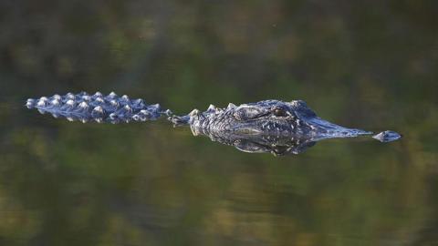 an American alligator half submerged in water