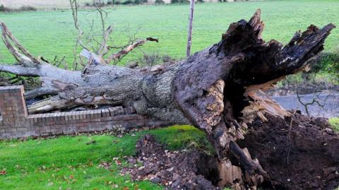 A large tree pulled out from its roots lying across a brick wall onto a road - trunk exposed.