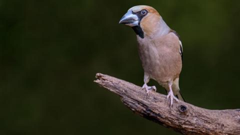 A bird with brown plumage and black markings around its beak sits on a tree branch.