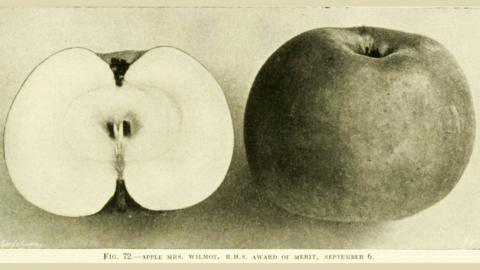 An archive illustration of two apples, one cut in half and one whole. There is a caption below reading 'Fig 72 - Apple Mrs Wilmot. R.H.S. Award of Merit, September 6.