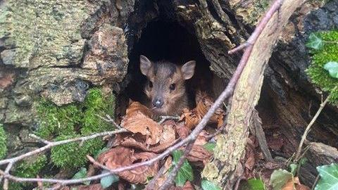 A fawn sits in a gap at the bottom of a tree, on dead leaves.