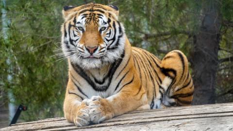 A tiger laying down on top of a wooden structure looking into camera