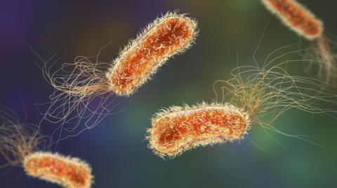 Pseudomonas bacteria, illustration. This Gram-negative bacterium is commonly associated with healthcare-associated infections, particularly respiratory tract and wound infections