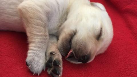 A sleeping Labrador puppy