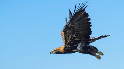 A large bird shown in mid flight. 