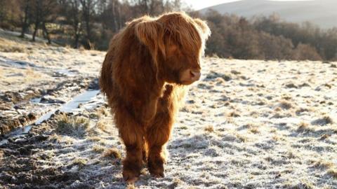 A Highland cow calf in a frosty field. Picture by Maree Nicolson.