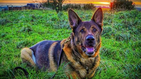 Bear, a German Shepherd Dog, lying on grass in a field